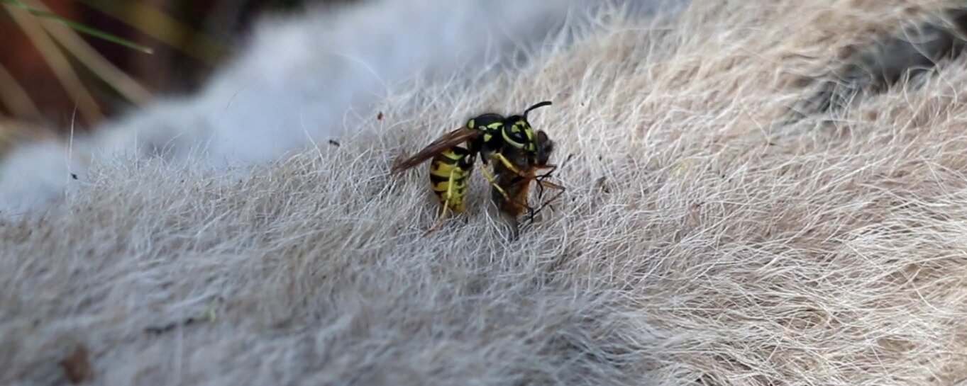 European wasps threaten Australian biodiversity