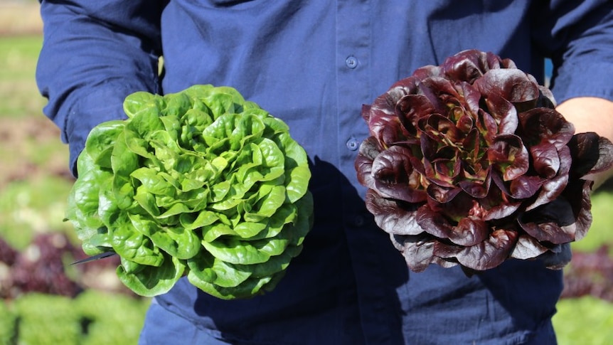 Vegetable farmer Steve Kluck holds two lettuces in his hands.