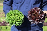 Lockyer Valley vegetable farmer Steve Kluck holds two lettuces in his hands.