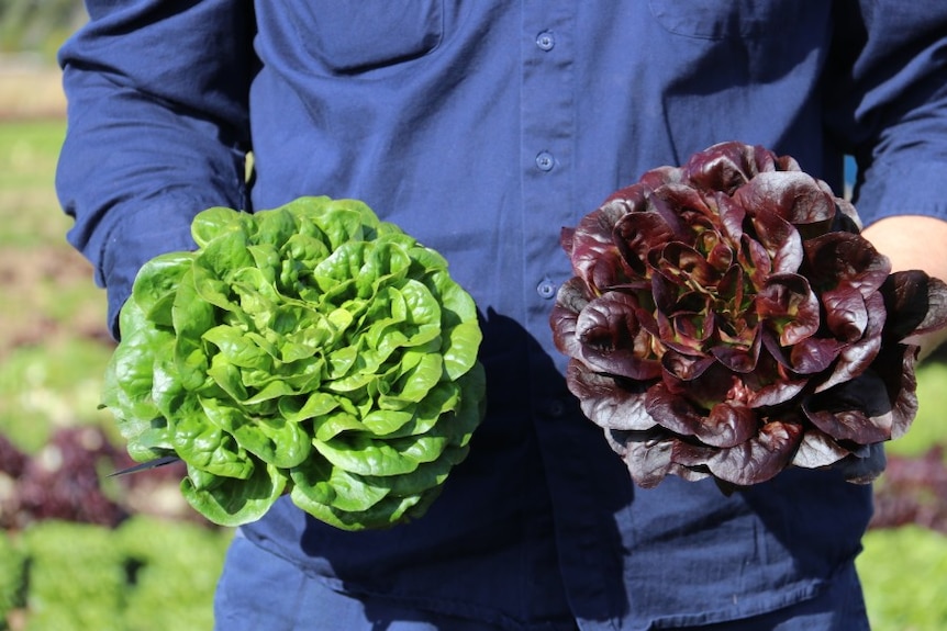 Lockyer Valley vegetable farmer Steve Kluck holds two lettuces in his hands.