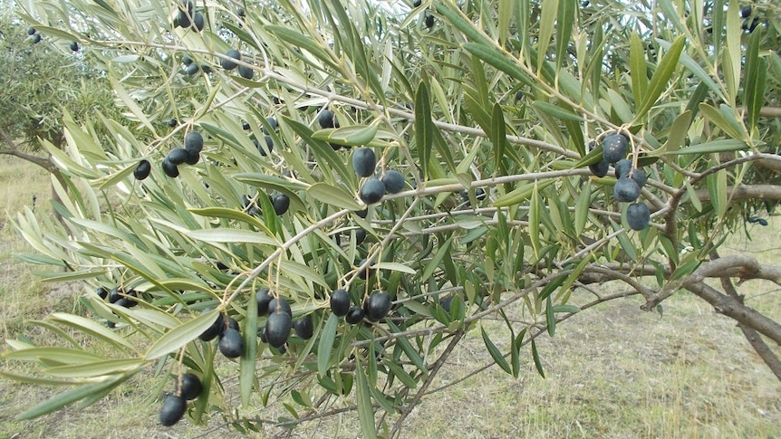 Olives on a tree at Freshfield Grove