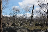 Dead trees span a large area of the Monaro Plains