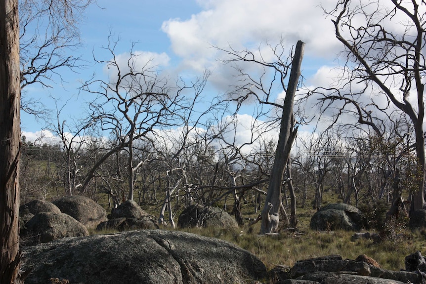 Dead trees span a large area of the Monaro Plains