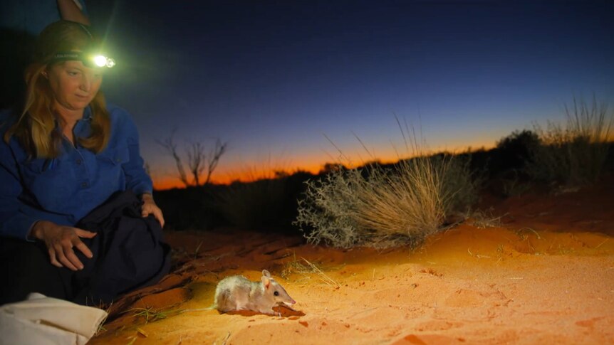 A woman wearing a head lamp sits in front of a small hopping mouse after its release