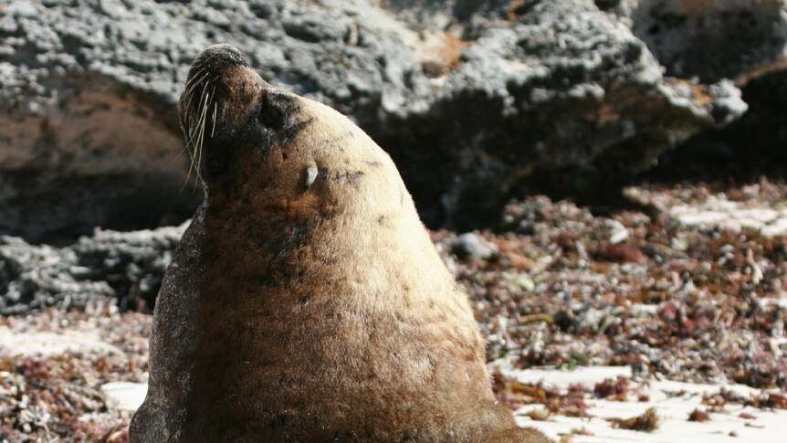 Australian sea lion at Mindarie Keys