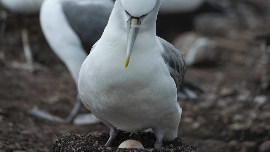 A shy albatross with its egg on an artificial nest.