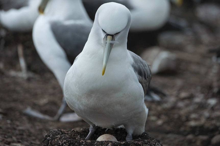 A shy albatross with its egg on an artificial nest.