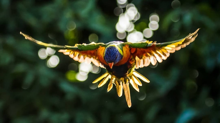 A lorikeet with its wings outstretched.