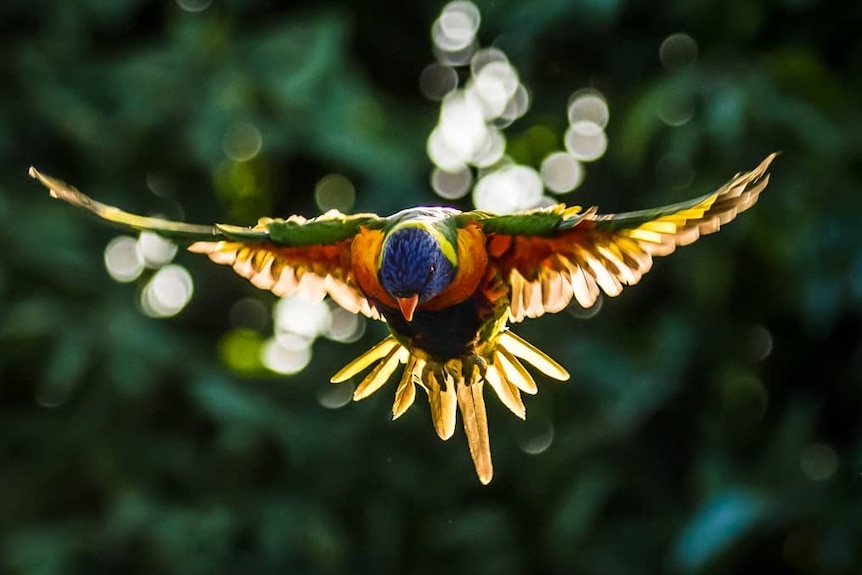 A lorikeet with its wings outstretched.