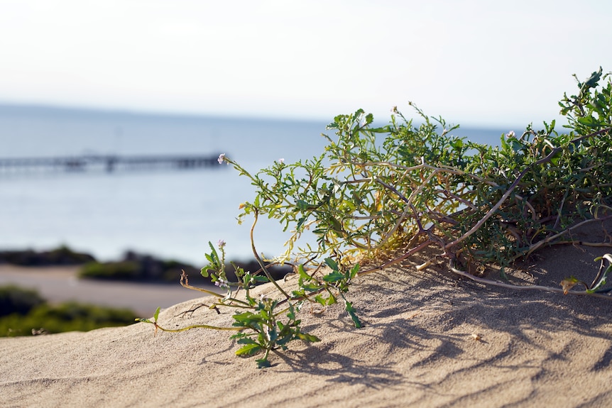 A small plant sits atop a sand dune.