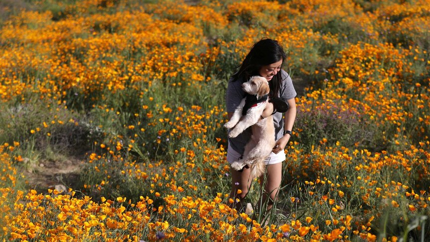 A woman walks through a massive spring wildflower bloom with her puppy.