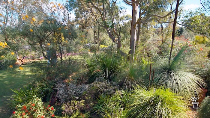 Garden filled with Australian native plants