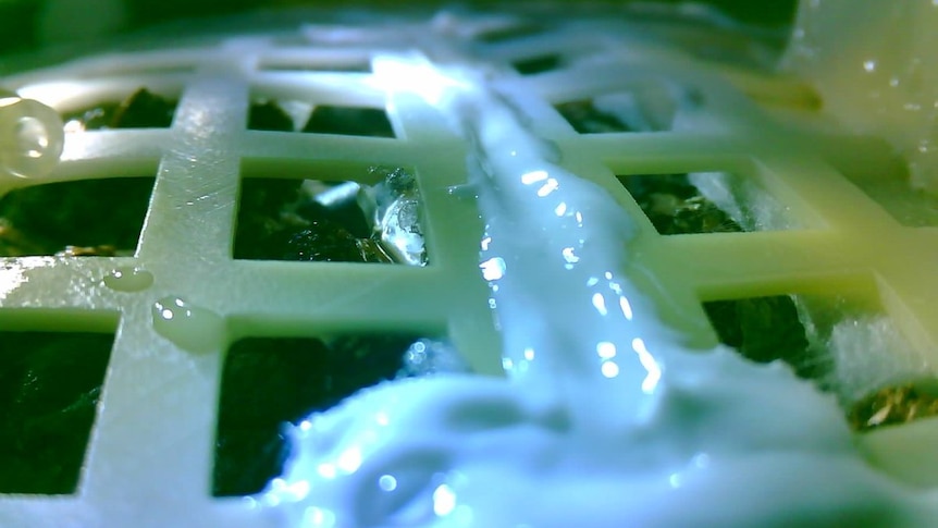 The cotton seeds, brought to the Moon by China's Change'4 probe, have sprouted.