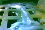The cotton seeds, brought to the Moon by China's Change'4 probe, have sprouted.