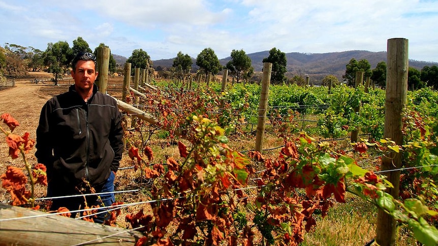 Tasmanian farmer Matt Dunbabin in his vineyard