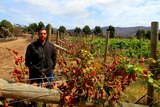 Tasmanian farmer Matt Dunbabin in his vineyard