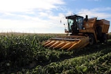 Harvesting sweet in Western Australia