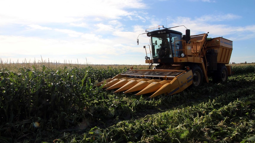 Harvesting sweet in Western Australia