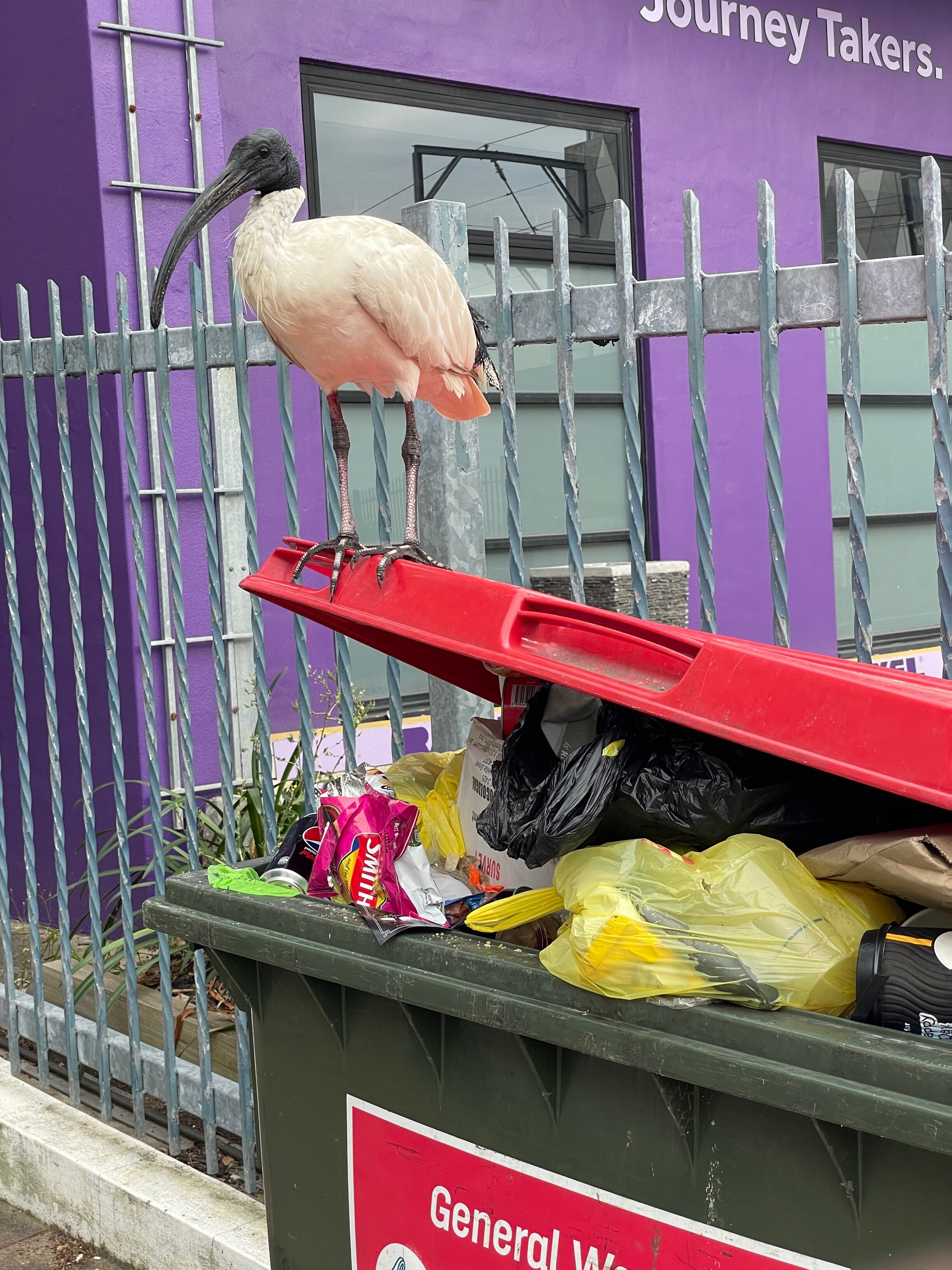 Ibis bird standing on waste bin.
