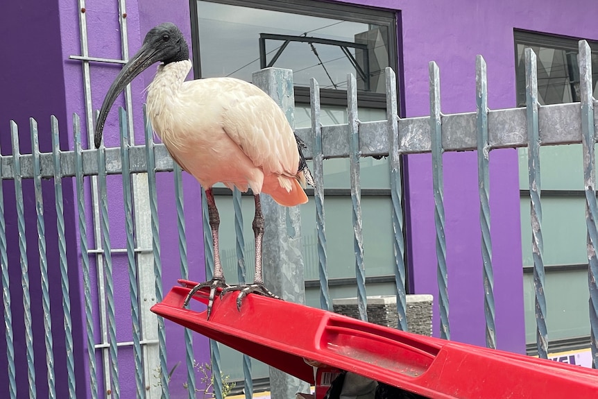 Ibis bird standing on waste bin.