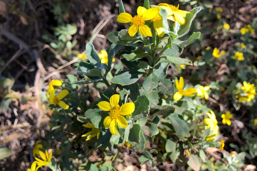 A green bush with yellow flowers on it.