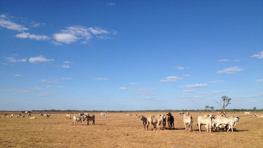 Cattle in grazing on open grasslands in northern Australia