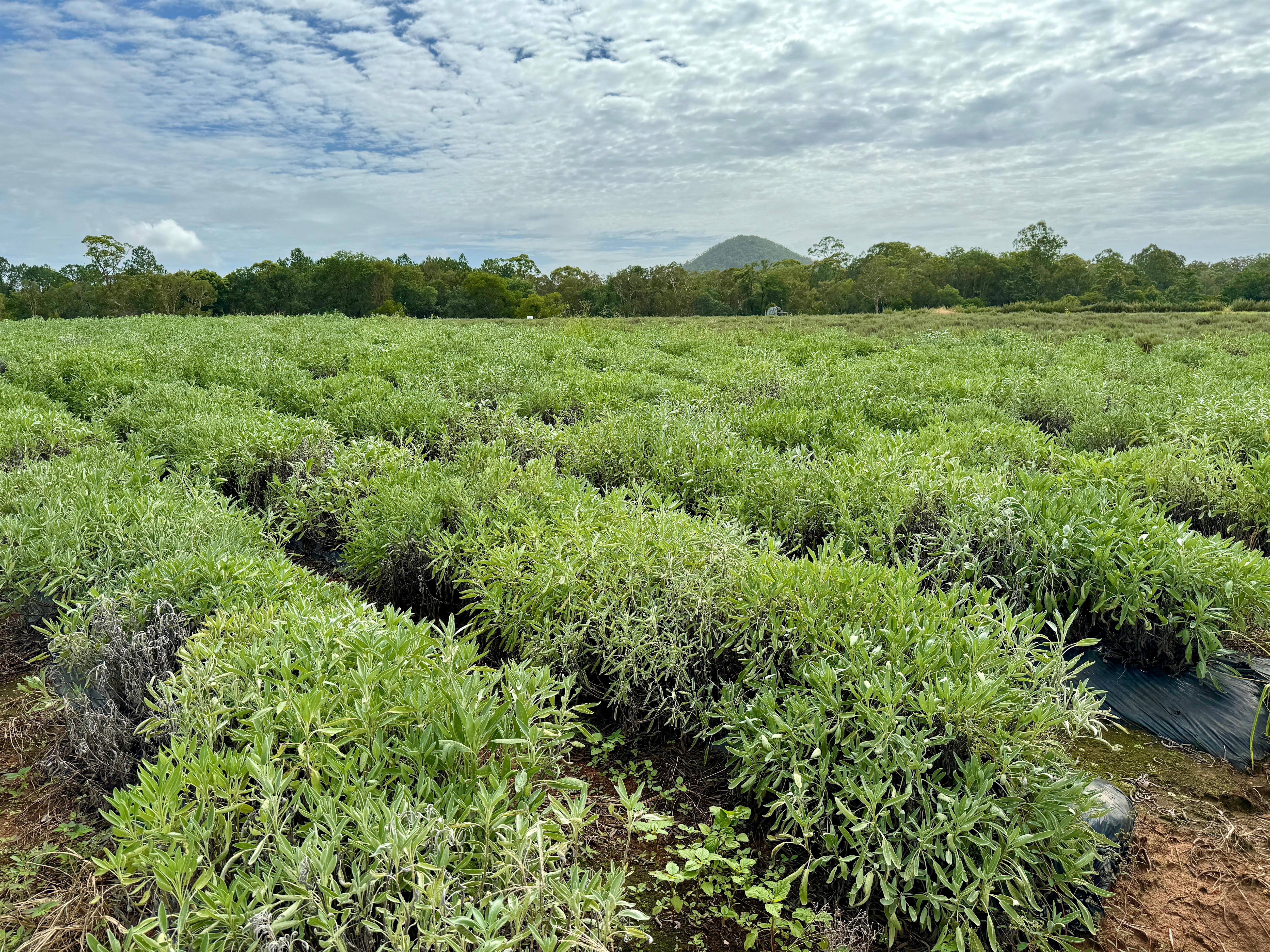 Rows of sage being grown with the Glass House Mountains in the distance.