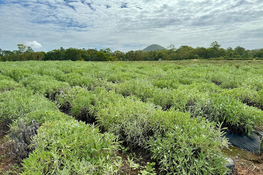 Rows of sage being grown with the Glass House Mountains in the distance.
