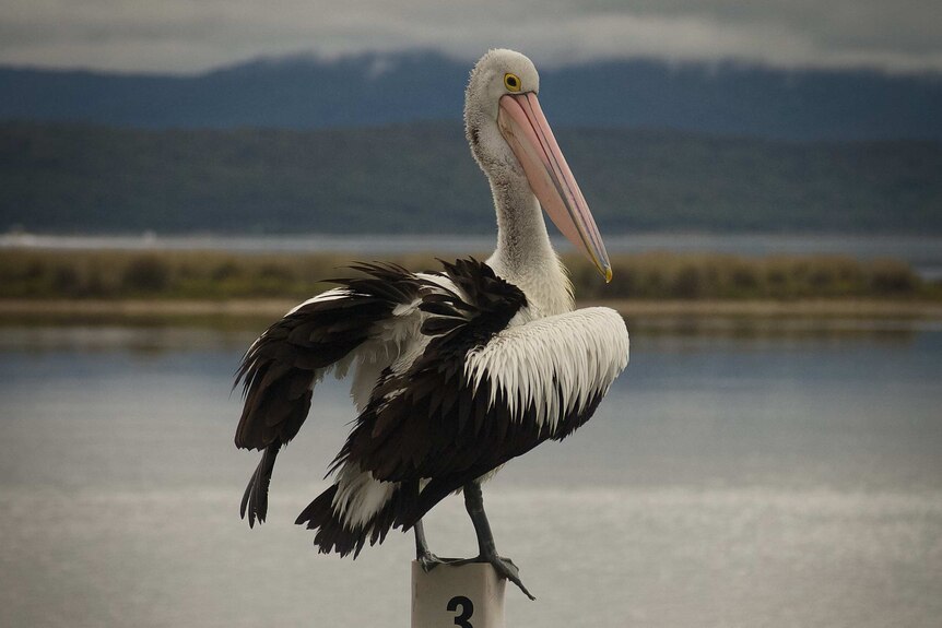 A pelican spreads its wings while sitting above water in Mallacoota.