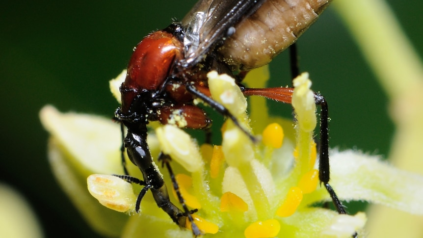 Close up of fly on a flower