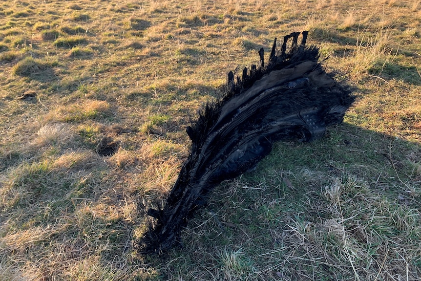 a piece of space junk in a paddock