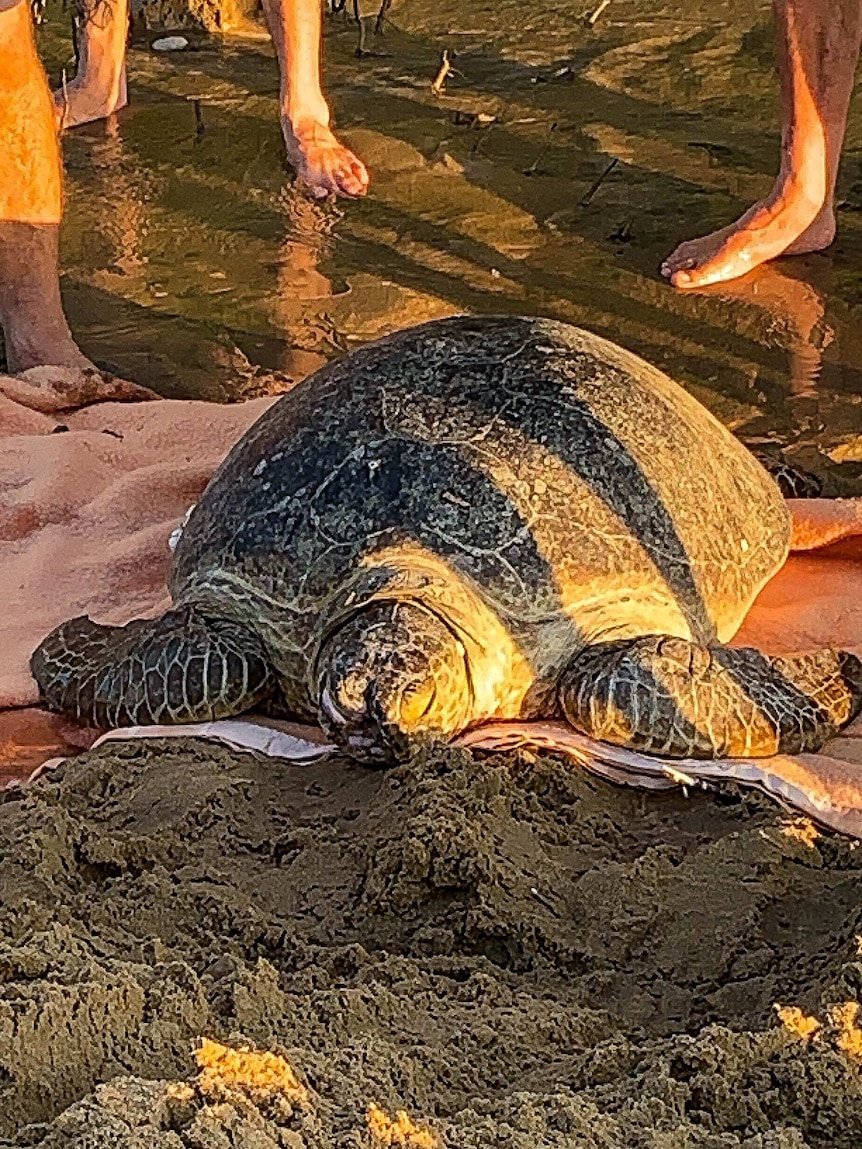 Injured green turtle on towel ready to be lifted to safety, its face has an obvious healed facial injury.