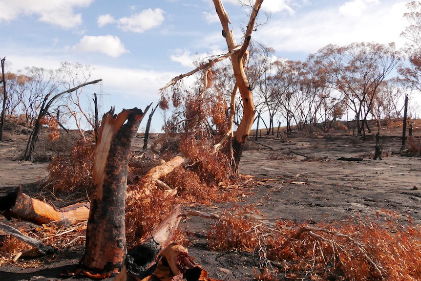 A burnt gum tree on a bushfire site after the event
