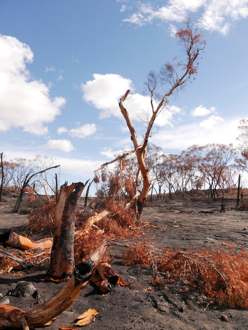 A burnt gum tree on a bushfire site after the event