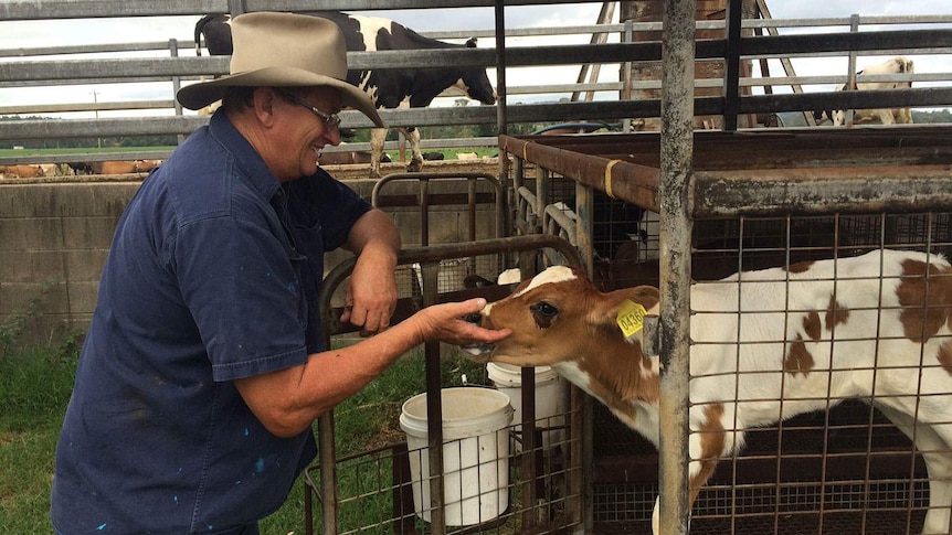 Queensland dairy farmer John Cochrane on his farm in the Mary Valley near Gympie in November, 2014.