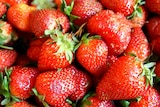 A pile of bright red strawberries