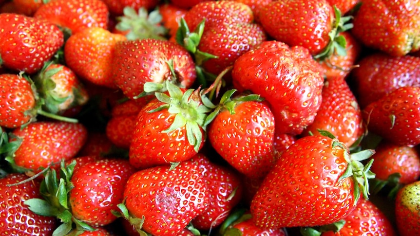 A pile of strawberies is seen brightly-lit in a close-up crop. 