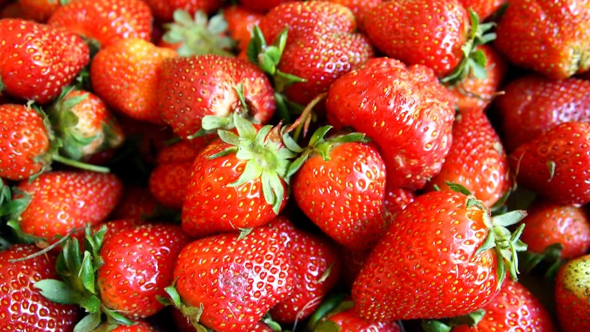 A pile of bright red strawberries