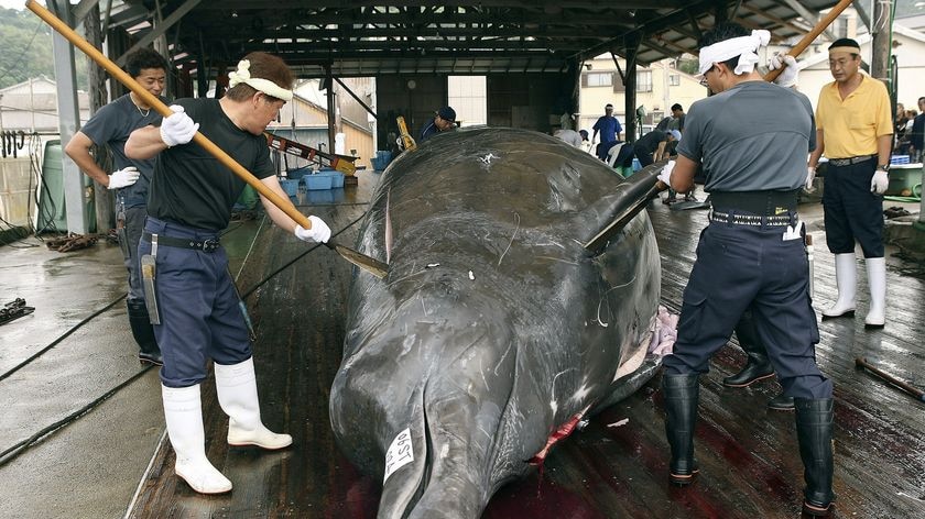 Japanese whalers slaughter a whale.