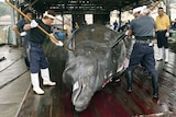 Japanese whalers slaughter a whale.