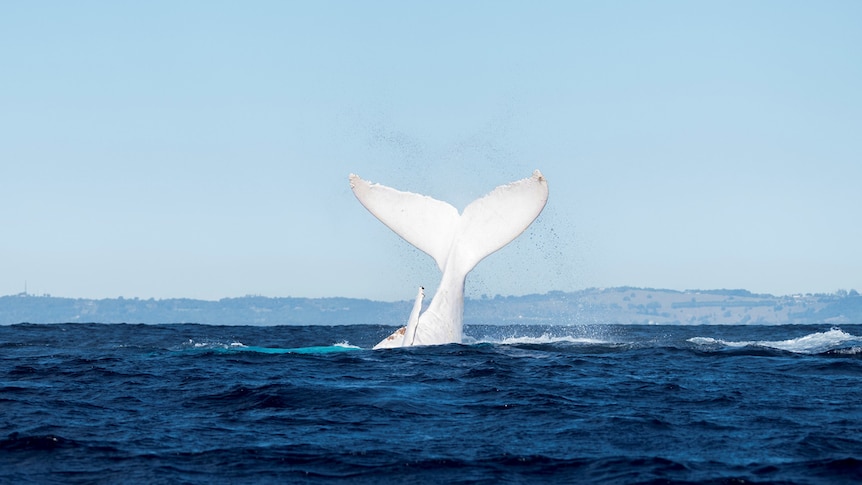 White whale tail above the water