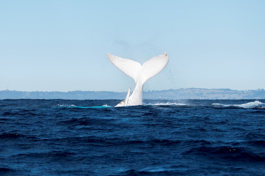 White whale tail above the water