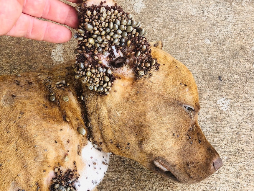A brown dog covered in hundreds of ticks. 