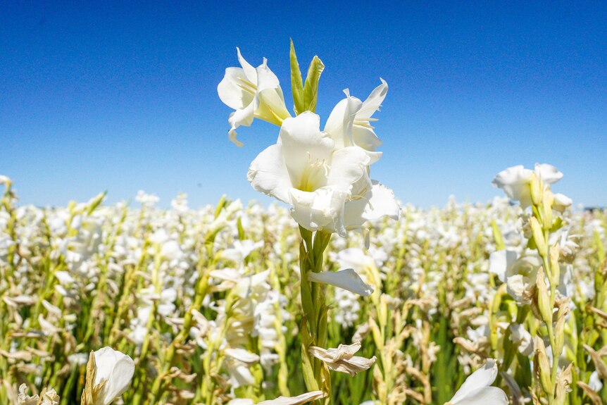 A striking white flower stands taller than the other blossoms in the field against a deep blue cloudless sky
