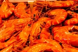 Black tiger prawns