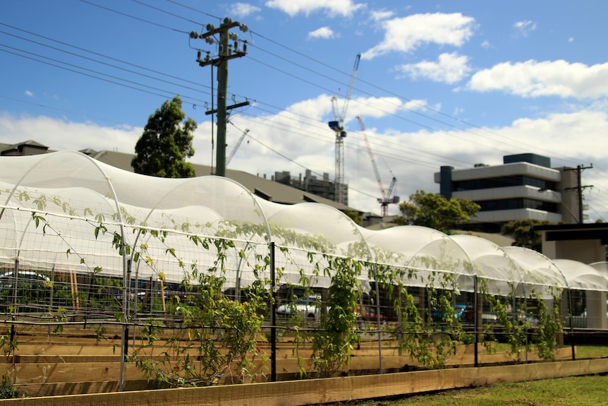 Rows of plants grow with a backdrop of high rise buildings and cranes.