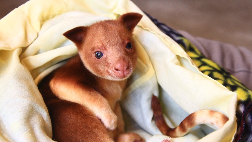 Adelaide Zoo's endangered tree kangaroo to move to Singapore for breeding  program - ABC News