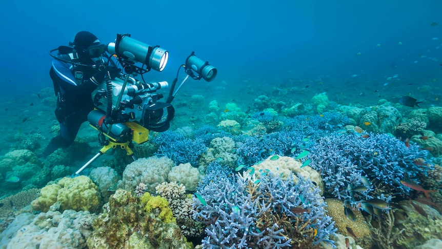A scuba diver points a camera at coral under water.