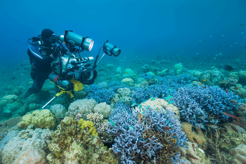 A scuba diver points a camera at coral under water.