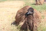 Close up image of baby emu sitting on the ground.